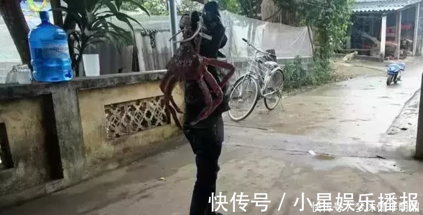 书包|远看一小孩背着“螃蟹书包”,走进才知,这是个20多斤的帝王蟹