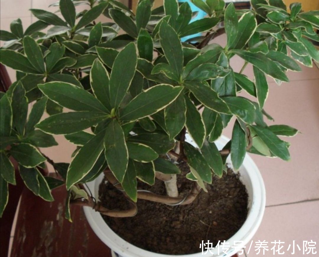 浇水|怕水涝的5种花，浇水太多养不好，不是烂根就是黄叶