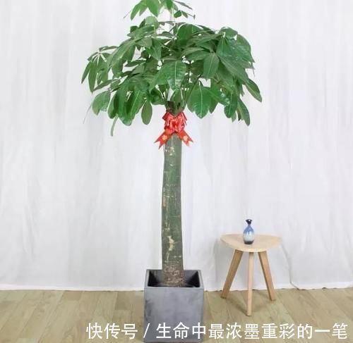 幸福树|年底养花,推荐安排4种“好运花”,寓意一级棒
