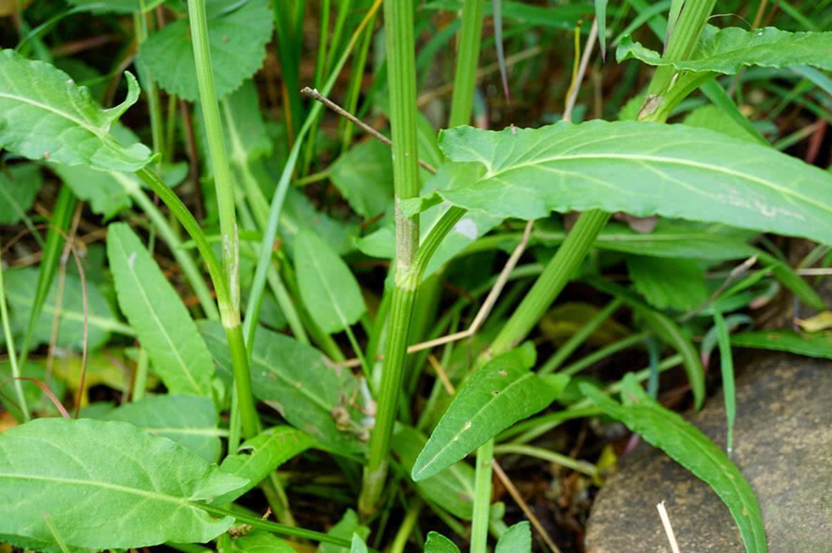 野草|农村一大害草,价值却很珍贵,曾是穷苦人的救命粮,治湿疹有特效