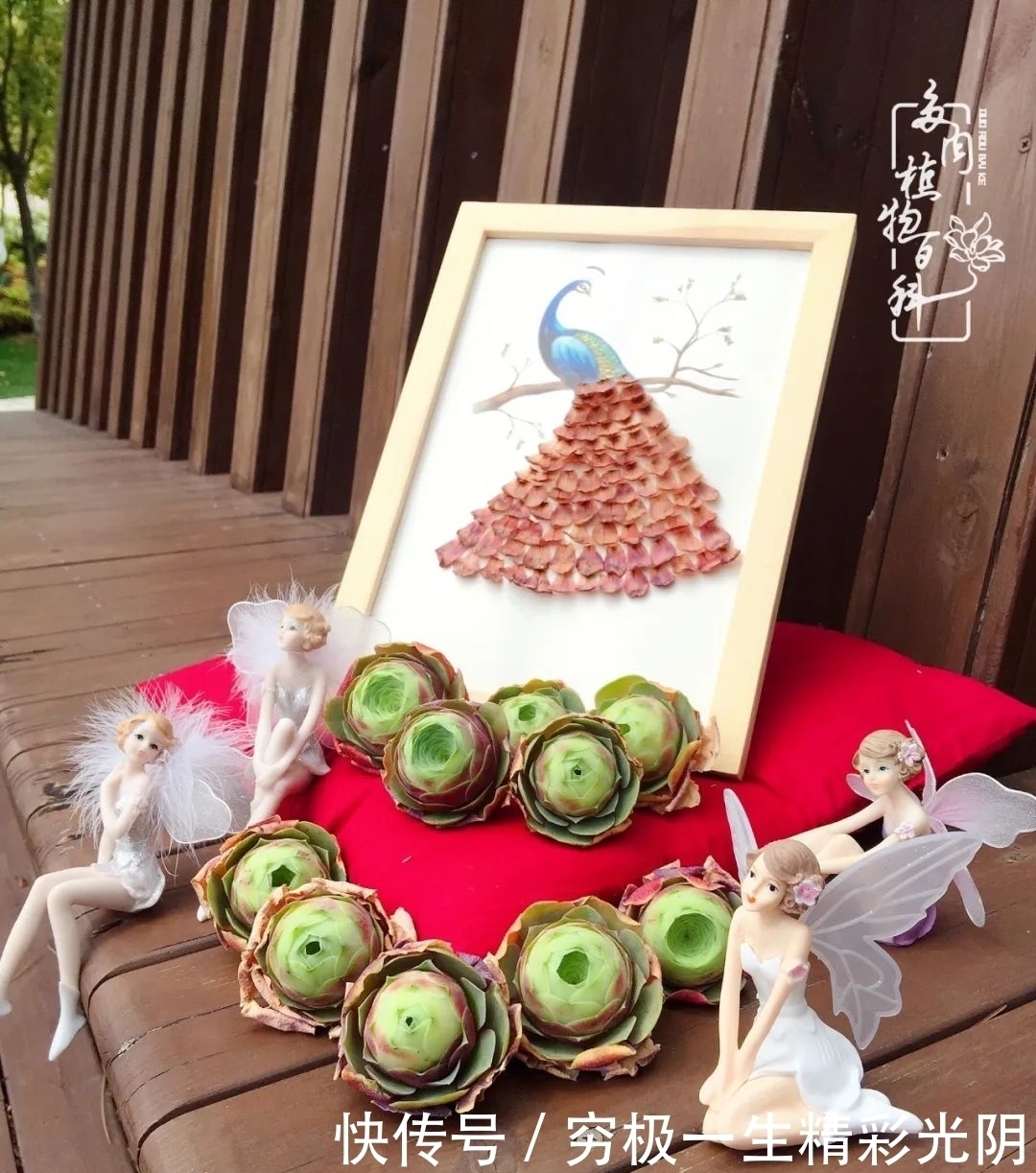 山地玫瑰的那些事儿关于养护过程中遇到的灵魂18问