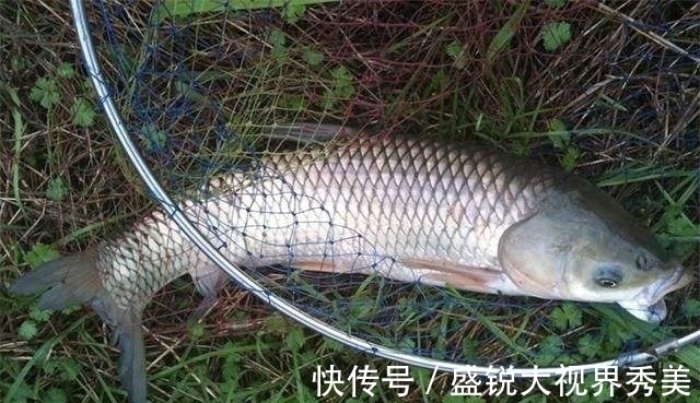 鲤鱼|野钓窝料不可以随便打，选择合适的鱼情很重要