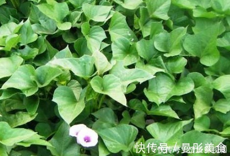 收藏红薯有诀窍,这样做红薯不腐烂不发芽,放一年也不会坏!