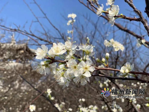 低薪|春风春雨花似雪！永泰迎来李花最佳观赏期