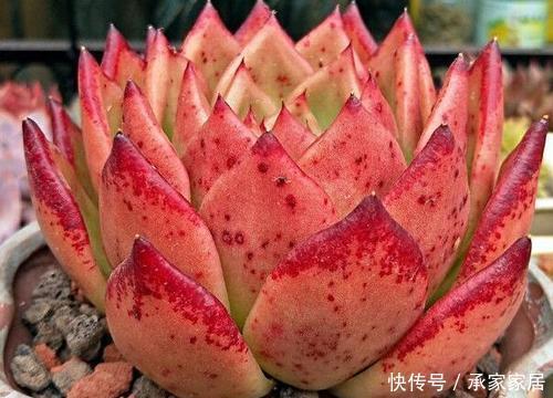 病害|4种进入“黑名单”的多肉,再便宜也不能买,谁买谁后悔!