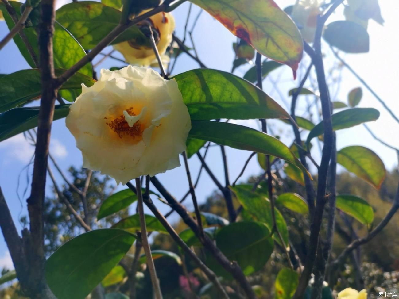 闲游阿婆六茶花谷