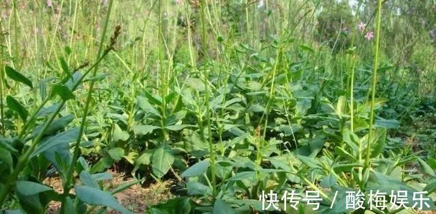 野菜|农村一种野菜人称'紫人参'，价值巨大，极其珍贵，你知道它吗？