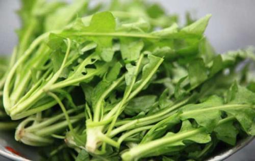 马齿苋|女人不想大肚子,水桶腰,3种野菜,刮油清脂,吃出“水蛇腰”