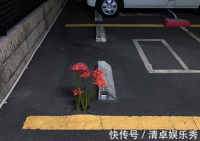 死神|日本停车场里长出了彼岸花,结果动漫爱好者们纷纷玩起了梗