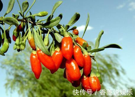 身体不适|枸杞和它是天生的“敌人”,不能一起食用,记得告诉家里人