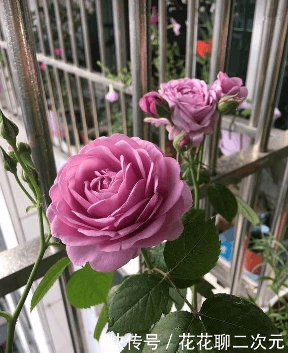 机肥|自制肥养月季,开了99朵,美到极致!