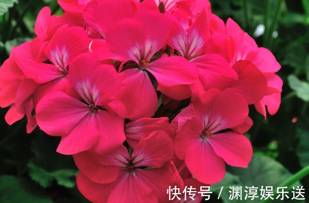 绿萝|7月养花，就选这几款，比绿萝还好养，长得快易爆盆，马上成花海