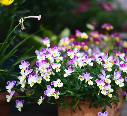  超多|3种花人见人爱，四季有花开，花量超多，阳台变花园，南北都能种