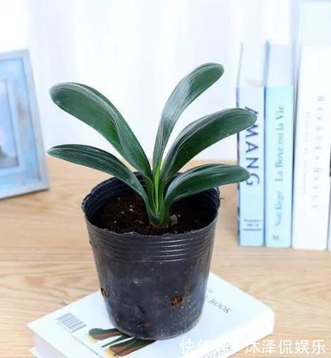 卧室放什么植物盆栽好给你推荐8款不用费心了,净化空气没烦恼!