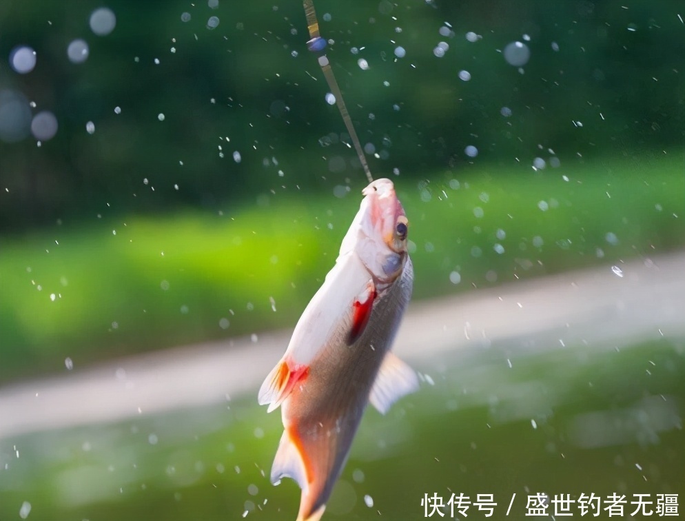 春钓时,高手一般都用这“鳊鱼钓法”!庆幸我早知道——盛世三渔