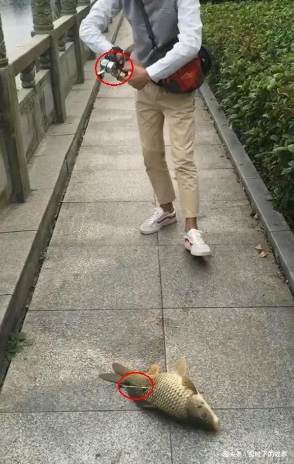 古城护城河潜伏一二十年,长成几十斤鱼王,被小伙射中捞起