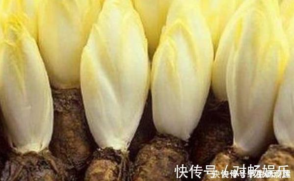 有种废根别丢，养在盆里一星期，其价值堪比鸡蛋的三倍