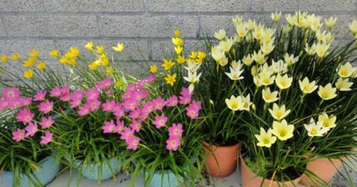 新手不会养兰花,可以养盆这种“兰”,简单好养,花期长达小半年