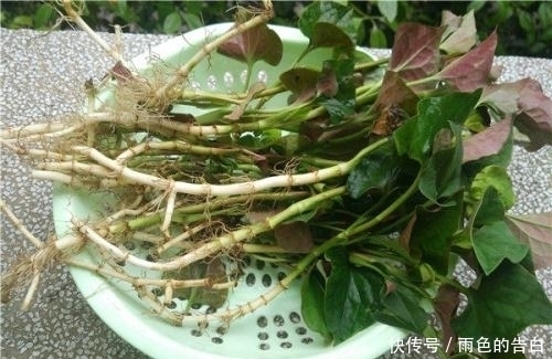 鱼腥草|农村常见的一种野草,浑身是宝,小时候吃过,现在被人们遗忘