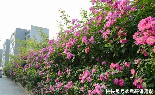 等我们老了，买一处院子，种上4种花，在花海里看花开