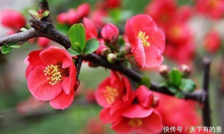 锦带花|花期最长的“4种花”,福运财运旺,新的一年幸福满满!