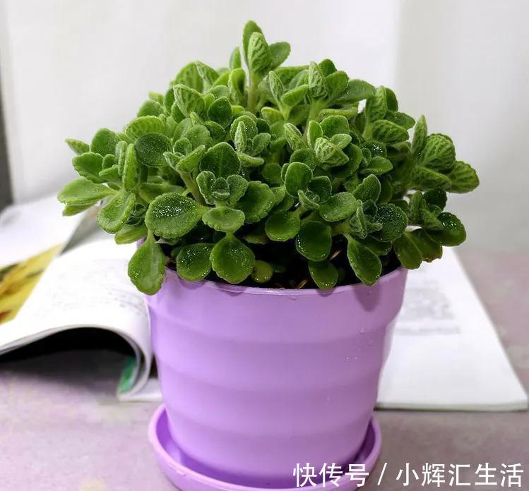 碰碰香脾气大，一不小心就散发清香，家里养一盆，很有好处