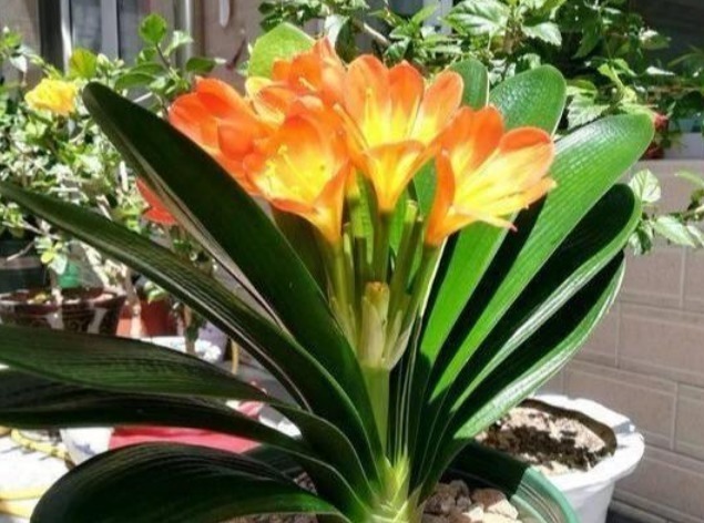 光照|君子兰不开花打开它的“小开关”,花箭呼呼窜,一次开10朵!