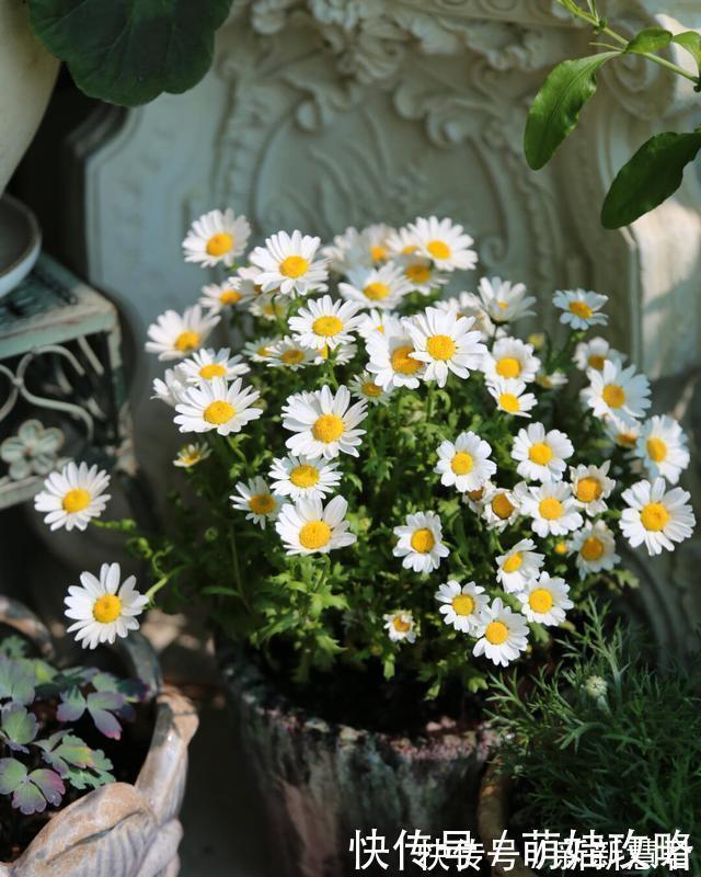 大花飞燕草|聪明人都在养的五种花,花期长、寓意好,花开一簇簇,好看极了!