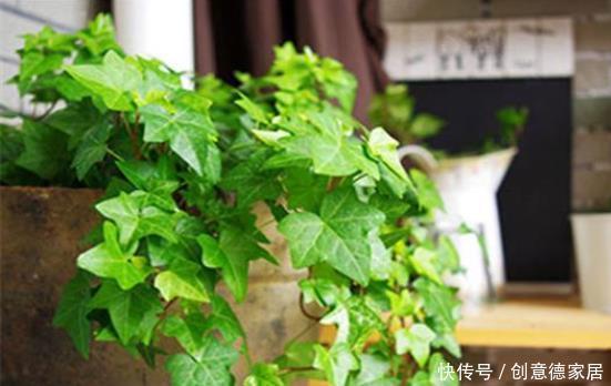 常春藤除|常春藤还不会养?注意5点就够了