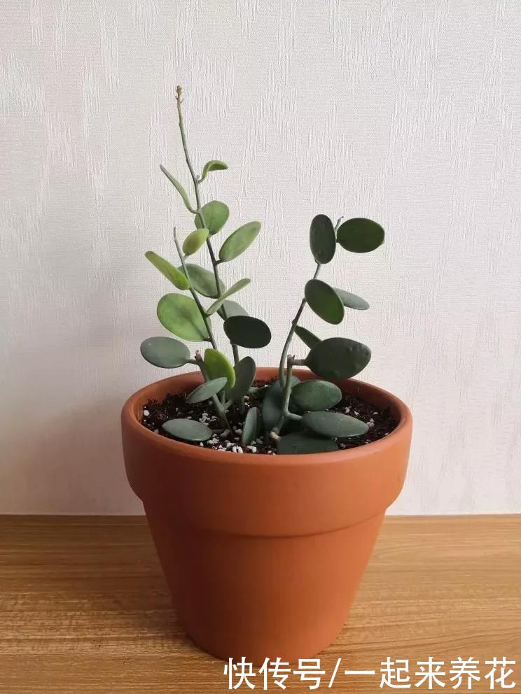 呆萌圆滚小萌物“碧雷鼓”，花语是：我可以背出圆周率