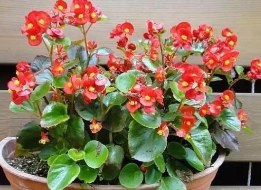 夏季高温天，想要居家赏花就盆栽它们，一片叶子都能扦插成苗