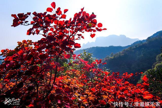 太行山|河南林州，太行山村的诗意秋色，万山红遍村民晒秋忙