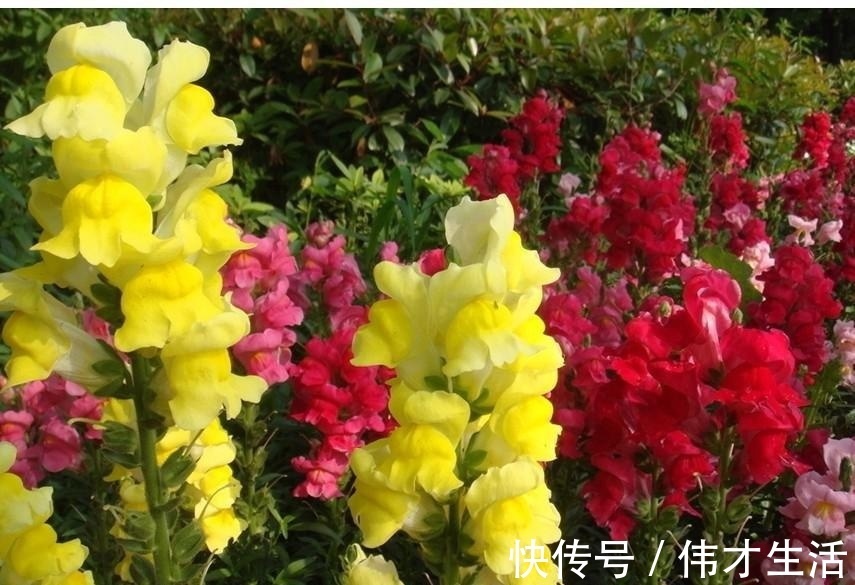 此花花瓣像是卖萌的小金鱼，花语是繁荣昌盛是一种吉祥的花卉