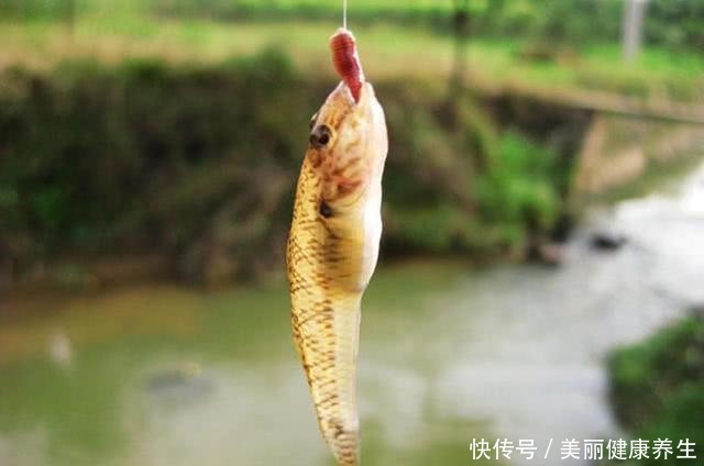 新版“四大家鱼”,每一种都让钓鱼人“头疼”,你认识吗