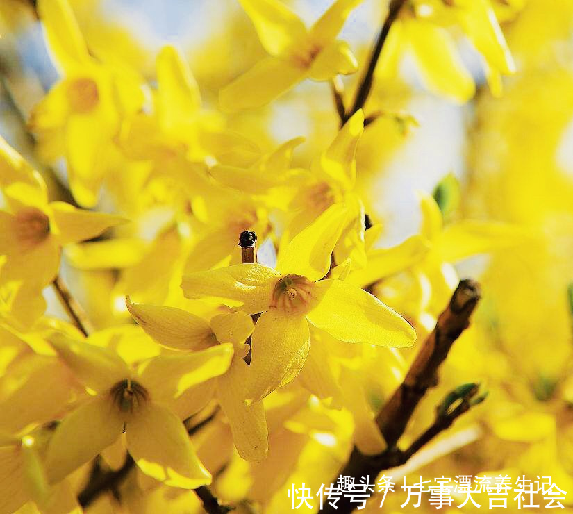 清热解毒|入秋后，癌症高发期，女性多食此花，防止妇科炎症，远离乳腺癌