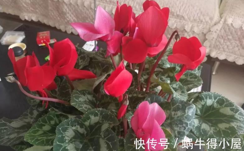 强光|养仙客来,施肥、光照、浇水,掌握住门道,开花才又多又美