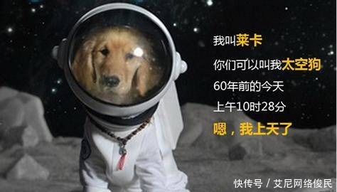 比加加林 63年前,一条狗被人送到太空,比加加林还早,如今仍在太空流浪