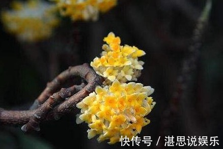这个植物,俗称“打结花”,树枝碰一起就会打结,价值丰富!