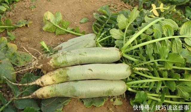 冬天萝卜和它一起煎,越煎越好吃,香味四溢又解馋,比肉饼还香