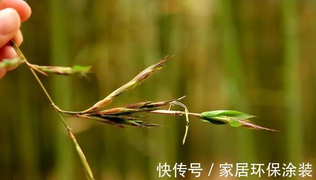 老话|“竹子开花，马上搬家”有啥寓意？不搬家会怎样？3方面带你了解