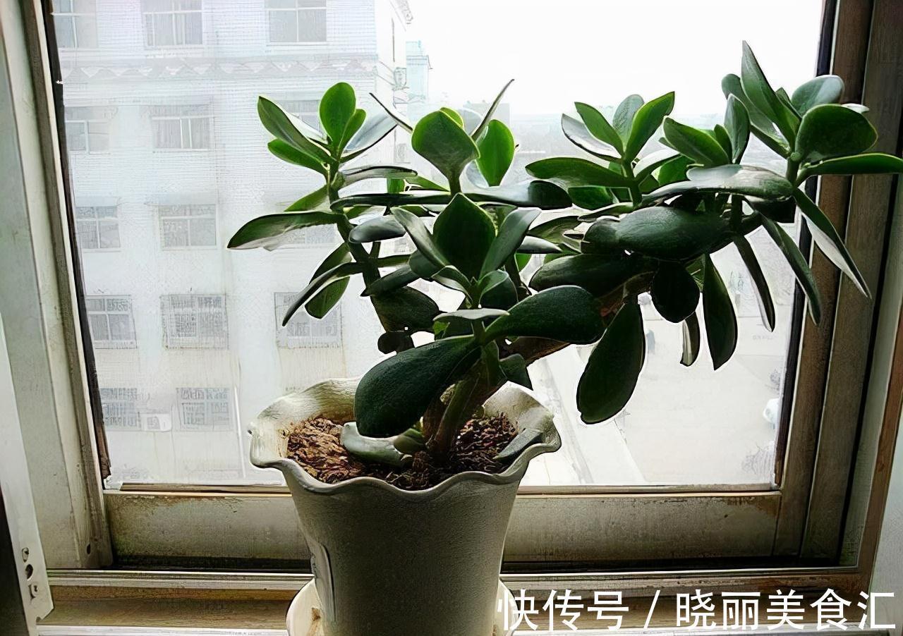 4种花超喜欢喝油,半个月喝1斤,花叶都窜爆