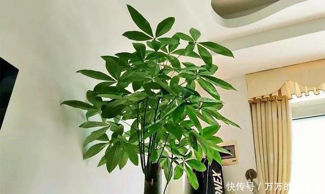 客厅养花有讲究,此三种树旺家招财,多养几盆好