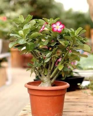 什么时候|沙漠玫瑰,什么时候要晒太阳什么时候不能晒太阳有必要明白!