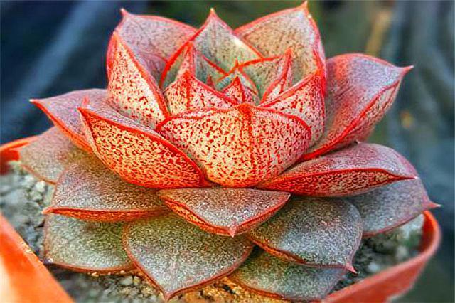 好养又好看的多肉大和锦，学会这“3招”，枝叶茁壮，绚烂多姿