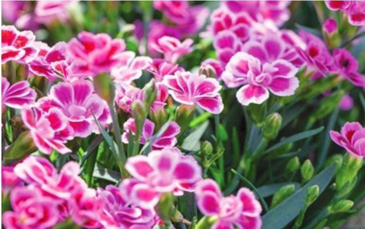 3种花被称为开花劳模,365天开花不断,花团锦簇,养在客厅美极了