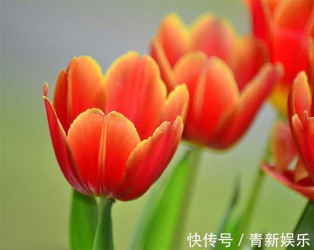 盆栽|室内盆栽养殖禁忌,哪些植物不适合在室内养殖尤其第4个