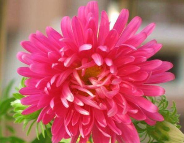 最适合新手养的4种花,好养漂亮花期长,开成百花园