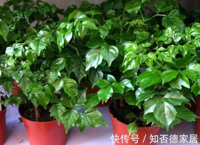 繁茂|室内盆栽种树选这3样，枝叶繁茂，四季常青，寓意好