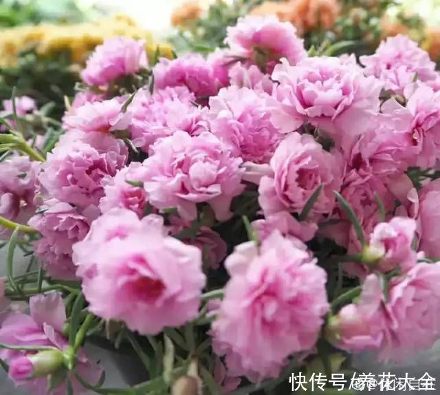 月季|8种花，现在快施肥，秋天开出满树花