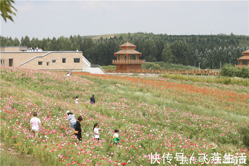 多伦湖|走进草原，烟波浩渺多伦湖，遇糟心事改行程